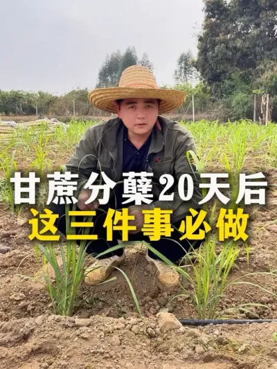 甘蔗分孽20天后
这三件事必做#种植小技巧 #甘蔗种植 #农业种植 #肥料 #甘蔗