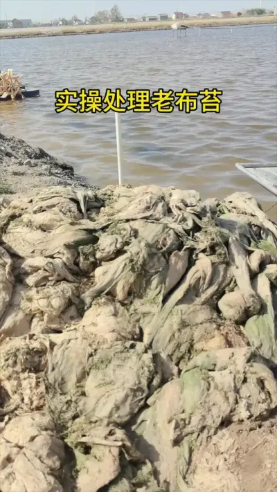 实操处理老布苔 #水产养殖 #河蟹养殖