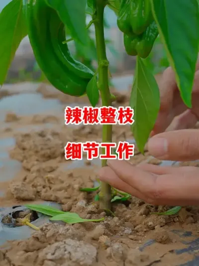 辣椒整枝的细节工作要做好#辣椒种植 #辣椒 #小米辣 #线椒 #来抖音学农技