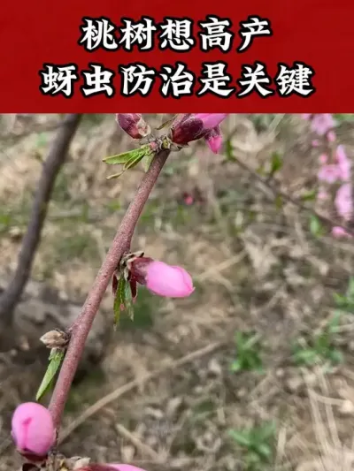 桃树蚜虫防治时间和方法，花期两遍药千万不要错过 #果树种植 #桃树管理 #蚜虫防治 #病虫害防治 #果树管理技术
