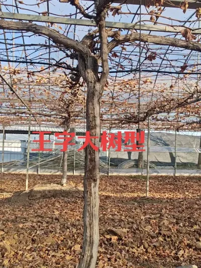 王字大树型 葡萄大树型培育#葡萄种植 #葡萄树型 #葡萄树王