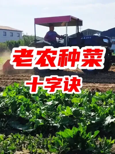 老农种菜十字决 #种菜 #三农种植 #种植小技巧 #春耕进行时 #新农人计划2025