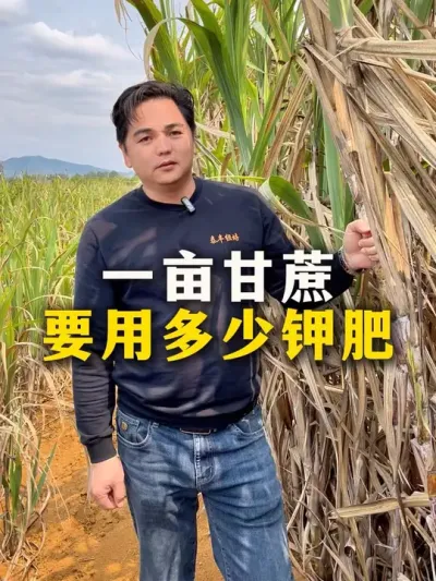 一亩甘蔗，要用多少钾肥#种植小技巧 #农业种植 #甘蔗种植 #增产增收小配方 #甘蔗