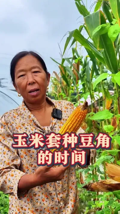 玉米底下套种豆角 玉米底下种豆角什么时候种#豆角种植 #玉米种植 #生菜杨姐