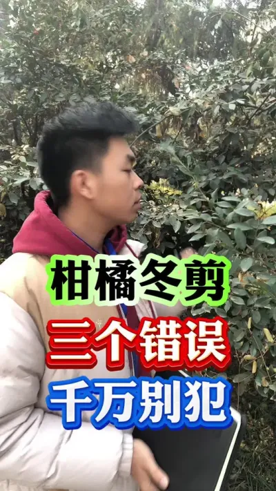 柑橘冬剪三个错误千万别犯#果树种植 #果树管理 #病虫害防治 #柑橘种植 #修剪