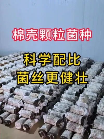 平菇种植，恒温发菌，有需要棉壳菌种的可以和我取得联系。#平菇种植 #平菇菌种 #食用菌栽培种 #栽培种