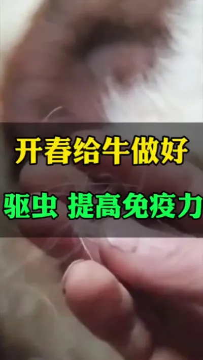 开春驱虫，提高免疫力#肉牛养殖 #养殖户 #全国养牛人 #西门塔尔 #科学喂养