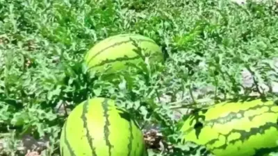 西瓜的超高产种植技术#高产#来抖音学农技 #新农人 #分享农业技术传播正能量#新农业