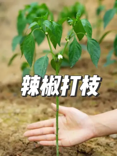 辣椒打枝 #种植小技巧 #农业种植 #服务三农支持三农 #抖音新农人 #农业种植技术