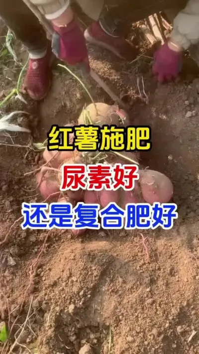 红薯施肥尿素好还是复合肥好#红薯种植#红薯施肥#红薯管理#红薯高产#种植小技巧