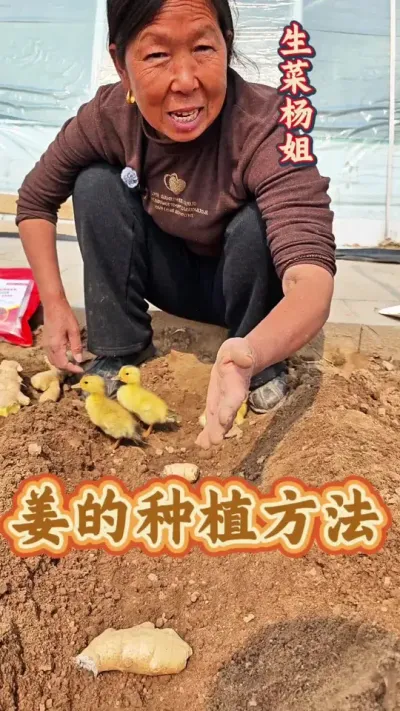 姜的种植方法 姜的种植方法#生姜种植 #大姜种植 #种植小技巧 #生菜杨姐