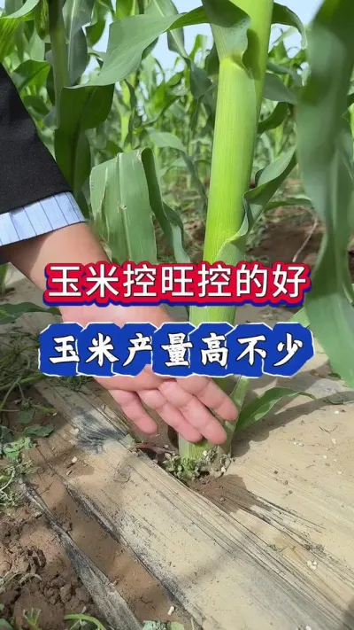 玉米控旺控的好，玉米产量少不了#农业种植 #玉米 #玉米高产管理 #三农 #玉米高产