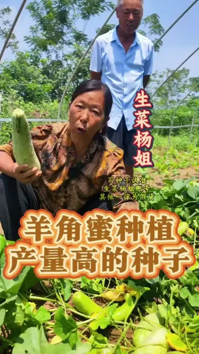 羊角蜜产量高的种子 羊角蜜产量高的种子#羊角蜜甜瓜 #甜瓜种子 #生菜杨姐 #蔬菜种子 @DOU+小助手