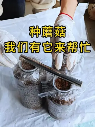 平菇种植，我们用打孔器接种，菌丝长的好，你也体验一下吧#平菇种植 #打孔器 #菌种打孔器