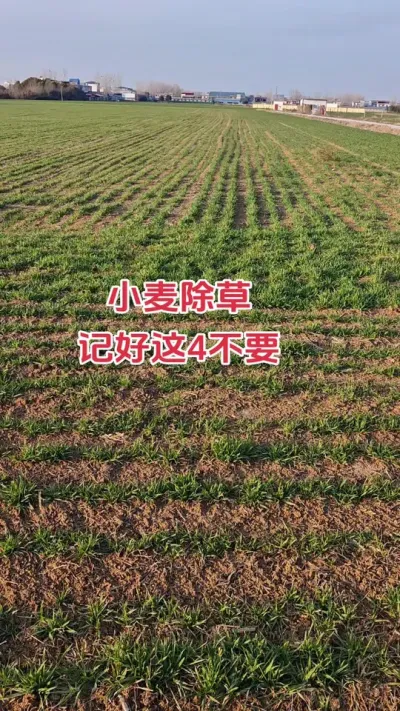 #小麦 #科学种植 #田间地头 #农业知识 #除草