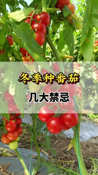 冬季种番茄几大禁忌你知道吗#番茄种植方法及管理技术 #番茄的种植方法 #西红柿种植技术与管理法 #番茄禁忌 #西红柿种植技术
