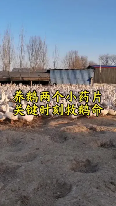 #肉鹅 #养鹅人 #养鹅技术分享 #鹅 #禽病技术指导
