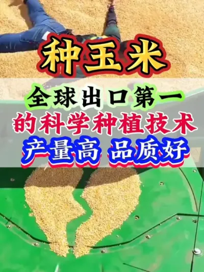 全球出口第一的科学种植技术，产量高品质好 #玉米   #玉米种植   #玉米管理   #玉米高产 #种玉米