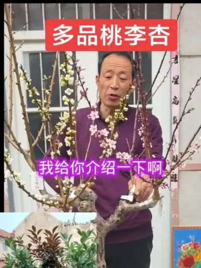 一树嫁接多种桃李杏，当年结果，好吃好看#果树苗 #嫁接苗一棵也结果 #果树苗种植 @抖音上热门 @DOU+小助手
