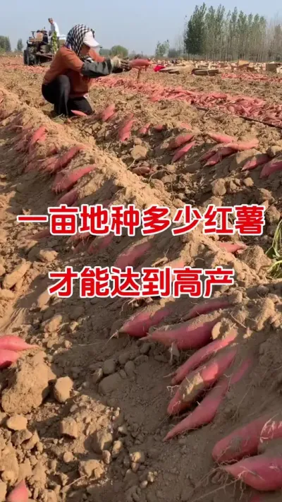 一亩地种多少红薯才能高产#红薯种植#种红薯小技巧 #红薯高产种植