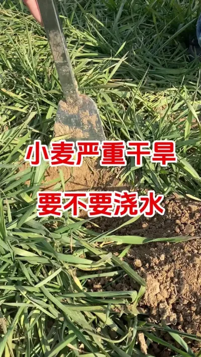 小麦严重干旱，要不要浇水#小麦种植#小麦干旱 #小麦浇水#小麦高产 #分享农业知识帮农民增产增收