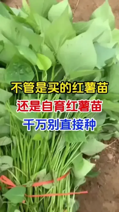 不管买的红薯苗还是自自育的，千万别直接种下地#红薯种植#红薯移栽#蘸根配方 #红薯高产#分享农业知识帮农民增产增收