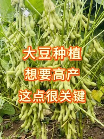 做好这几点，大豆亩产达到700斤不是梦 #三农流量扶持计划 #大豆种植 #抖音助农 #产量特别高 #三农小知识
