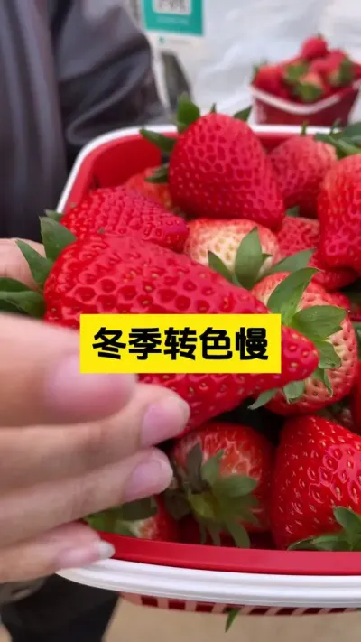 冬季气温低，草莓转色慢，一定要注意！#启明大师姐 #草莓种植管理技术和方法 #农业技术推广 #病虫害防治 #科学种植