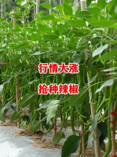 辣椒行情大涨能不能抢种辣椒#辣椒种植 #辣椒 #小米椒 #线椒 #来抖音学农技