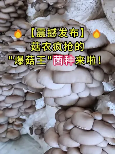 震撼发布-菇农疯抢的爆菇王菌种来啦！#平菇种植 #平菇菌种 #食用菌栽培种 #栽培种