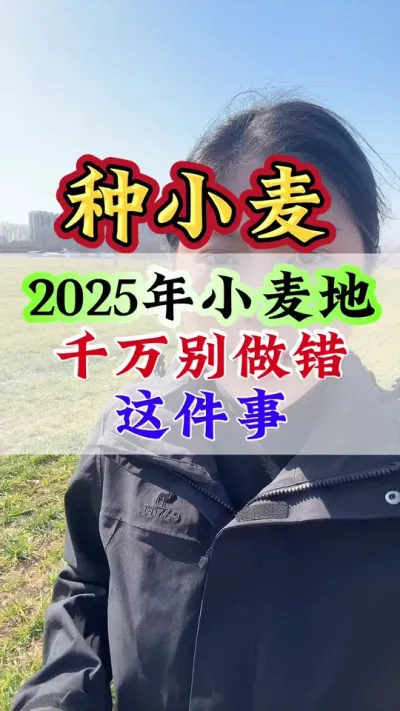 2025年小麦地千万别做错这件事#小麦#小麦种植#小麦管理 #小麦高产技术 #小麦增产