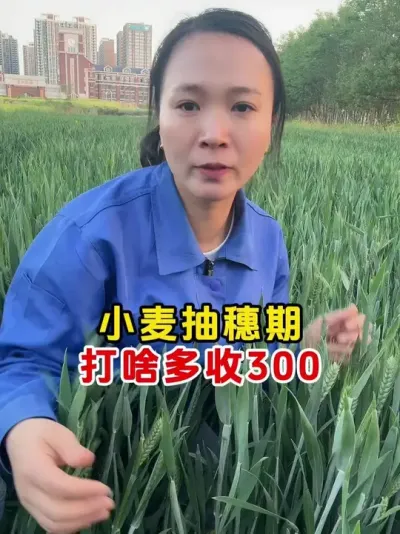 小麦抽穗期，打啥多打300 #小麦种植管理技术 #小麦高产技术 #膨大剂 #小麦膨大剂苄氨烷醇