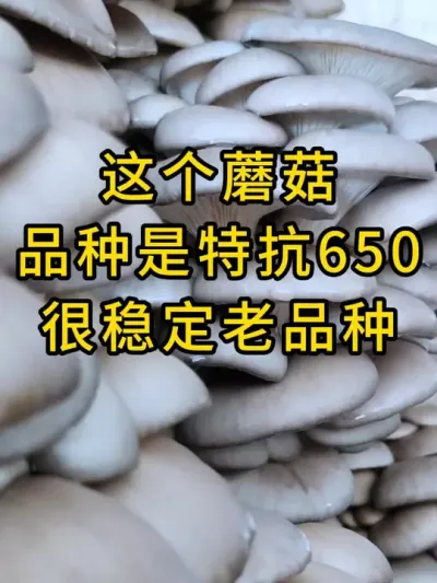 平菇种植，很稳定很不错的一个老品种，特抗650，可以来试试#平菇种植 #食用菌栽培种 #平菇菌种 #栽培种