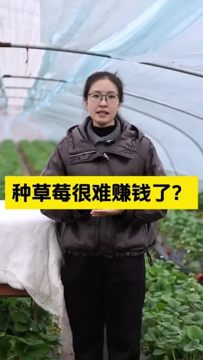 种草莓很难再赚大钱了？#启明大师姐 #草莓种植管理技术和方法 #农业技术推广 #农业种植 #草莓种植