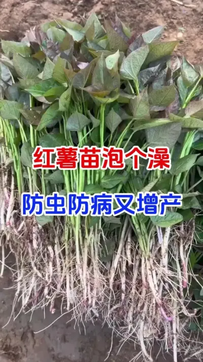 红薯苗泡个澡，防虫防病增产#红薯种植#红薯移栽#红薯高产