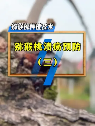 猕猴桃溃疡预防，&ldquo;喷、刮、涂&rdquo;，你的园区是这样做的吗？#种植小技巧 #三农种植 #病虫害防治 #农业技术推广