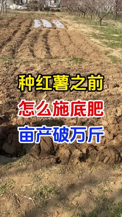 种红薯之前怎么施底肥亩产万斤#红薯种植#红薯底肥#红薯管理#红薯高产