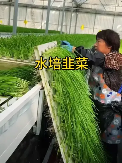 #无土栽培 #三农 #智慧农业 #水培韭菜#立体农业
水培韭菜更安全卫生，拒绝韭蛆