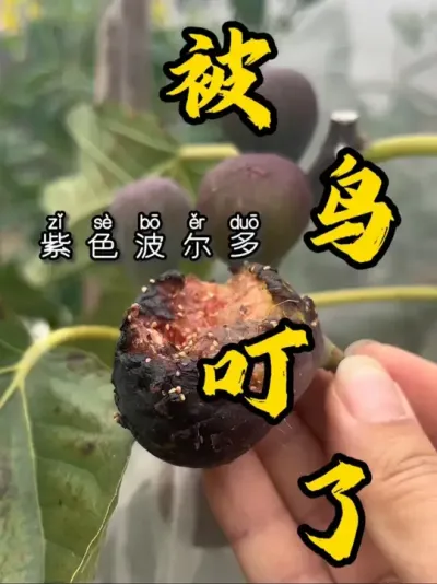 昨天一天没上楼，套袋也防不住它的嘴巴！这果子特别漂亮，还有冰裂纹，它xx的！！！#记录我的种植生活 #盆栽果树 #无花果生长过程 #盆栽无花果#紫色波尔多