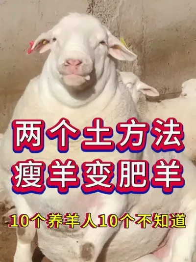 两个土方法瘦羊变肥羊 #养羊 #三农 #新手养羊 #养殖