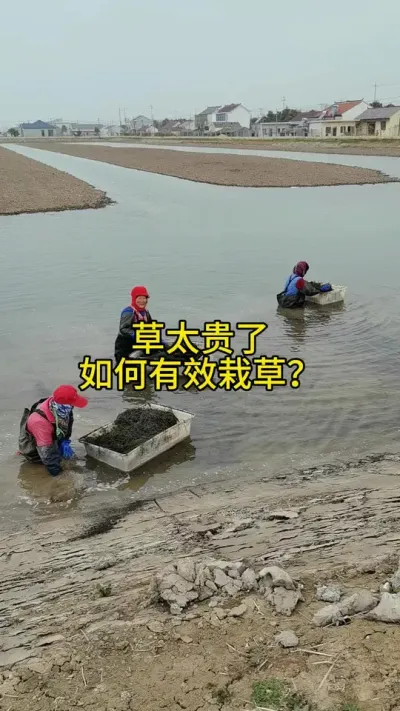如何有效栽草 #水产养殖 #螃蟹养殖 #养蟹发哥