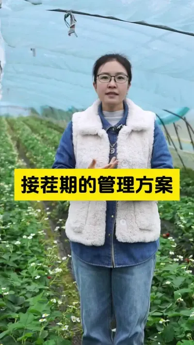 草莓接茬期的管理办法请查收！#启明生物大师姐 #草莓种植管理技术和方法 #草莓种植 #新农人计划 #三农