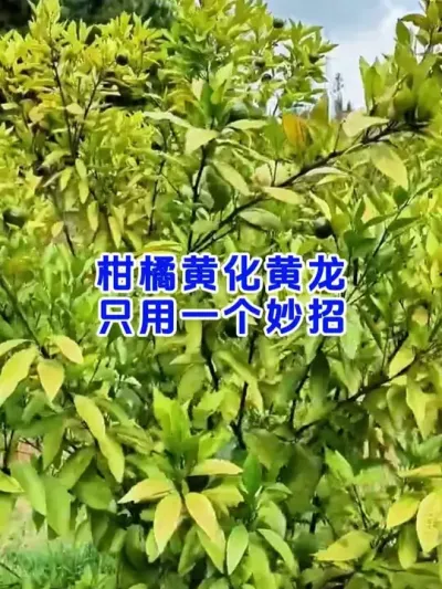 #柑橘黄化 #果园管理 #柑橘病害 #今日三农爆款