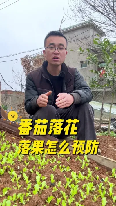 番茄落花落果怎么预防？番茄怎么正确管理？#种植小技巧 #我爱种菜 #我的小菜园 #番茄种植 #关注我一起学种菜