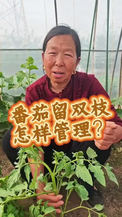 番茄怎样管理结的多#三农 #蔬菜种植 #相信酵母品质农业 #番茄种植 #福邦酵母营养肥