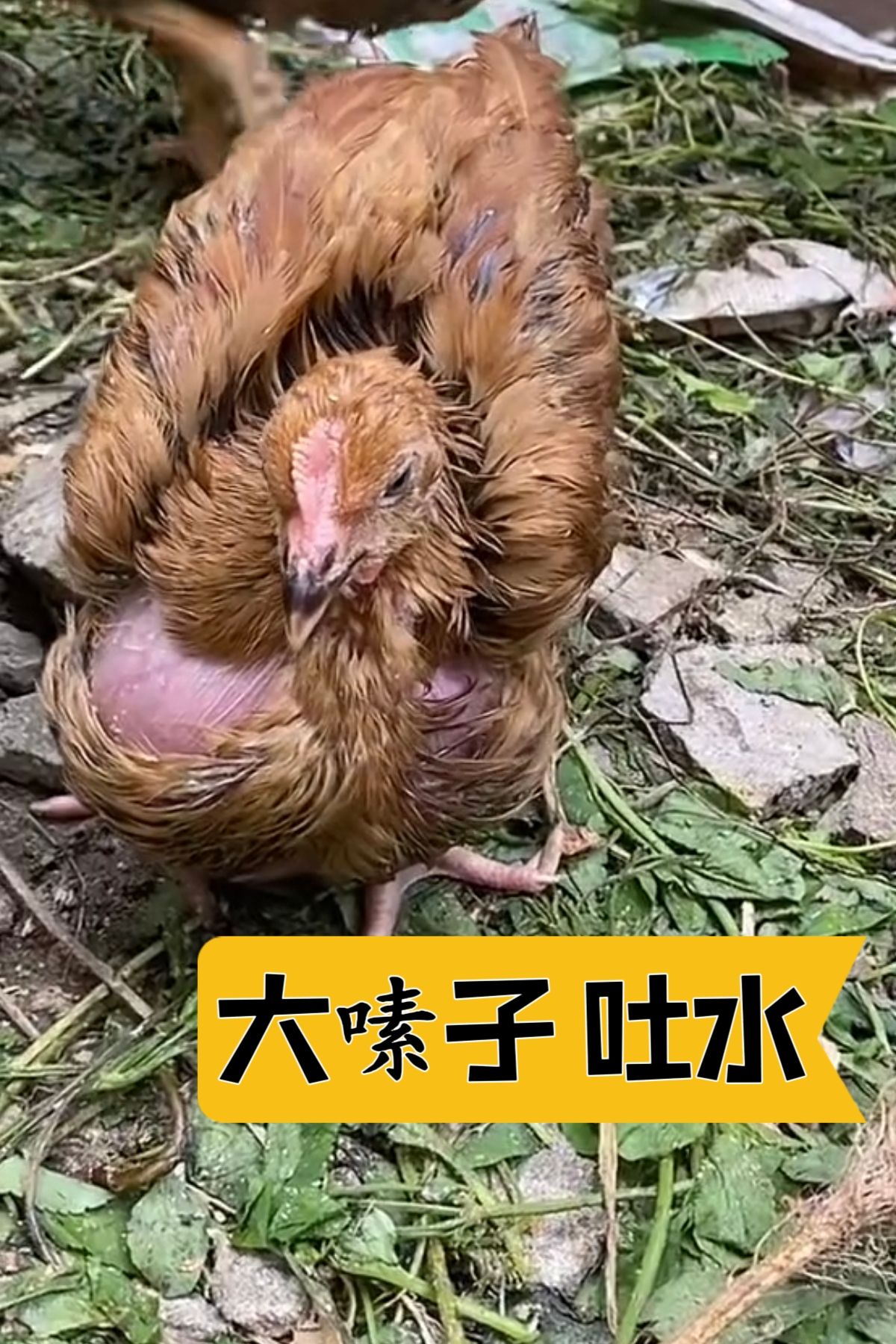 http://static.ixuenong.com/pxn/uploads/prod/thirdfile/2025/05/0b26177e4db3c70c609f1041649a6e24.jpg