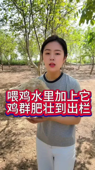 喂鸡水里加上它鸡群肥壮到出栏#养鸡#鸡病防治#科学养鸡#散养土鸡#养鸡妙招