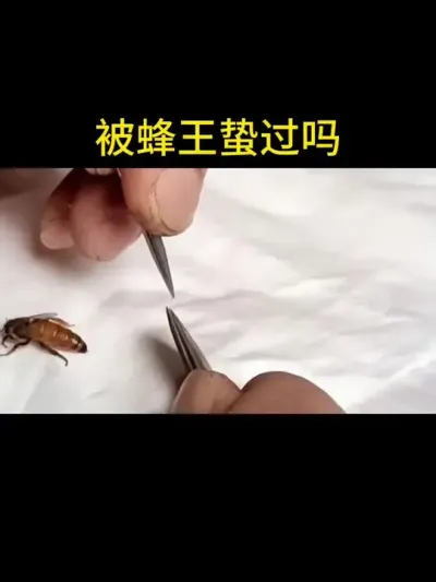 被蜂王蛰过吗#蜂王 #蜜蜂养殖 #三农