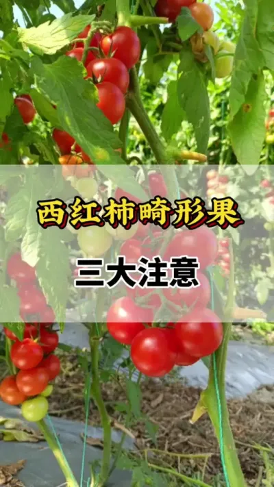 西红柿畸形果，三大注意#西红柿种植技术与管理法 #番茄种植方法及管理技术 #番茄种植技术 #番茄畸形果 #西红柿的种植技术