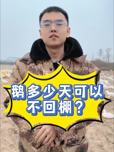 小鹅多少天可以不回棚？20天？30天？40天？点进来，我告诉您正确答案#养鹅技术找晓雨